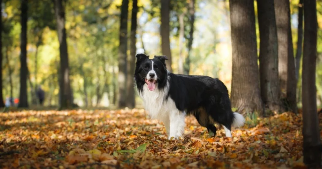 A border collie in the forest while hiking - JayWanders