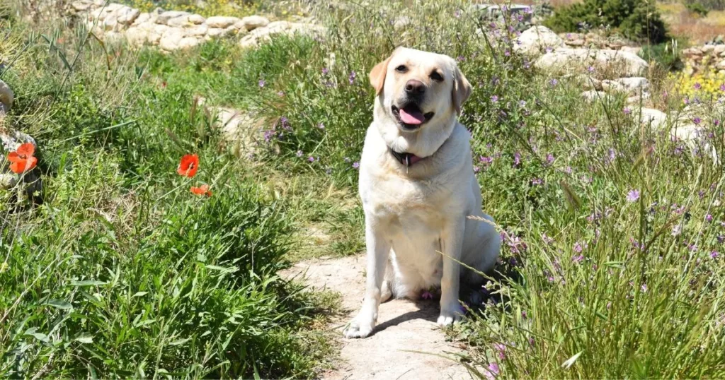 JayWanders - Labrador Retriever sitting obediently out on the hiking trail