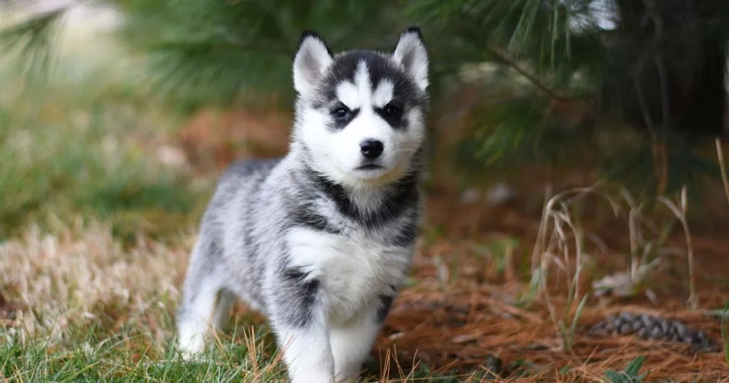 JayWanders - Siberian Husky pup looking alert out on the hiking trail - The 10 best hiking dogs