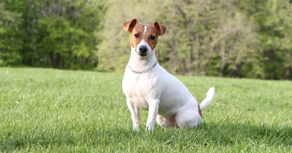 JayWanders - Jack Russell sitting obediently out on the hiking trail - The 10 best hiking dogs