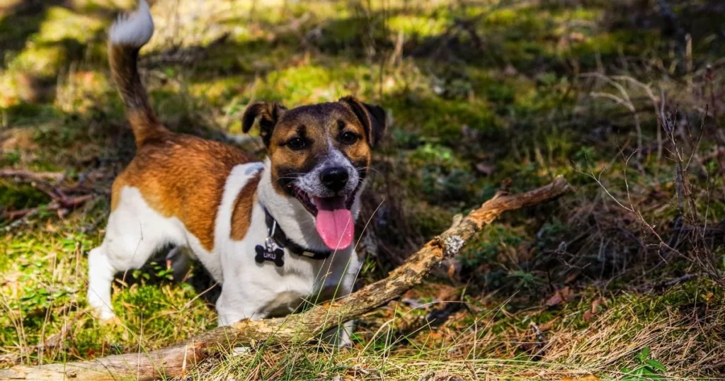 JayWanders - Jack Russell Terrier having fun out on the hiking trail - The 10 best hiking dogs