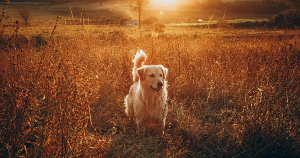 JayWanders - Golden Retriever having fun out on the hiking trail - The 10 best hiking dogs