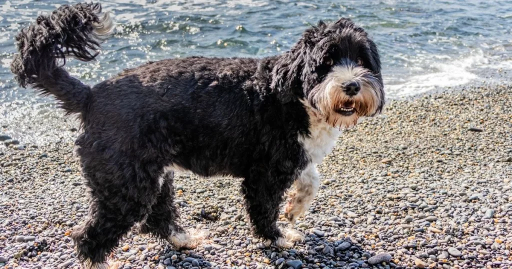 JayWanders - Portuguese Water Dog near a lake out on the hiking trail - The 10 best hiking dogs