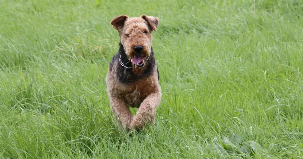 JayWanders - Airedale Terrier in a field out on the hiking trail - The 10 best hiking dogs