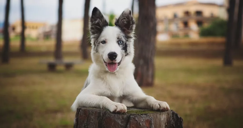 A border collie pup in a park after going for a hike