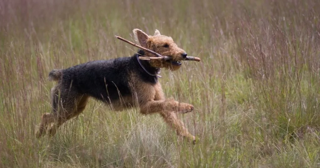JayWanders - Airedale Terrier having fun out on the hiking trail - The 10 best hiking dogs