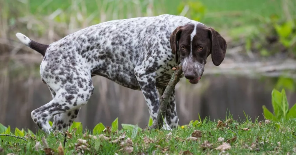 JayWanders - German Shorthaired Pointer having fun out on the hiking trail - The 10 best hiking dogs