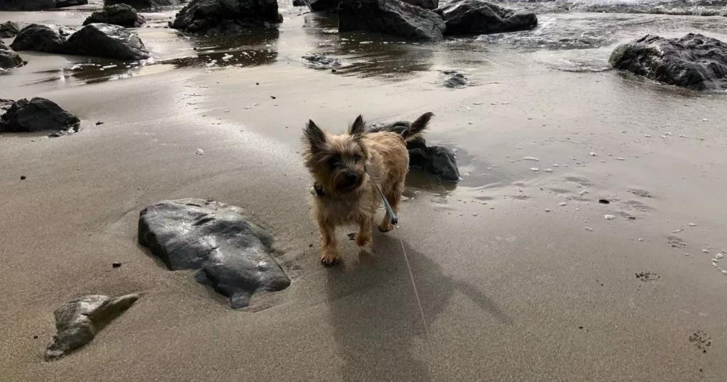 JayWanders - Cairn Terrier having fun out on the hiking trail - The 10 best hiking dogs