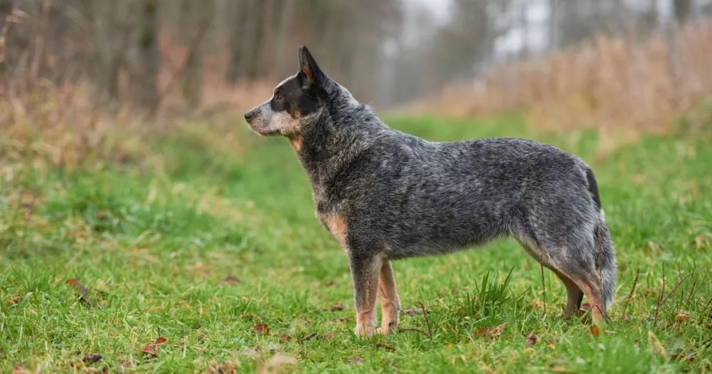 JayWanders - Australian Cattle Dog out on the Hiking trail