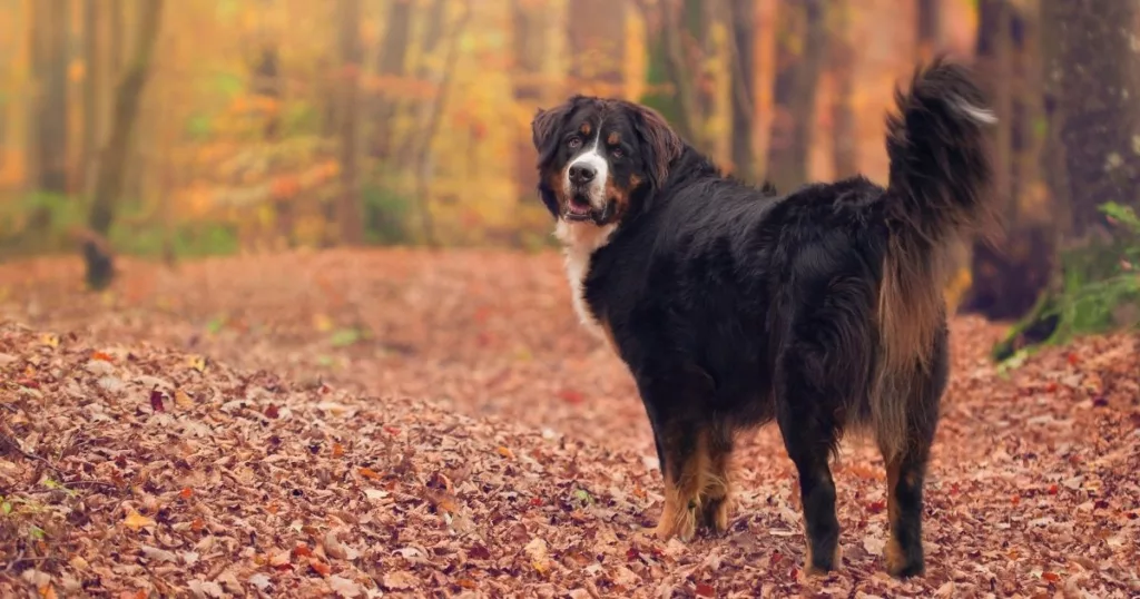 JayWanders - A Bernese Mountain Dog in the forest with its owner on a hike