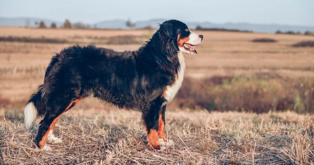 JayWanders - A Bernese Mountain Dog in a field with its owner on a hike