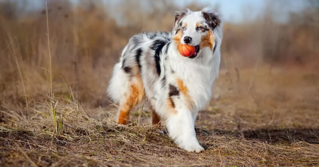 JayWanders - Australian Shepherd ready for action out on the hiking trail